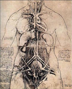 DaVinci Anatomy Drawing. *The human intestines are about 25' long.